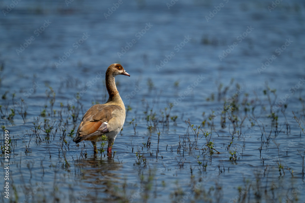 Egyptian goose stands in sunlit, grassy shallows Egyptian goose stands in sunlit, grassy shallows