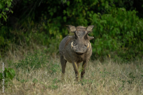 Common warthog stands watching camera near bushes photo
