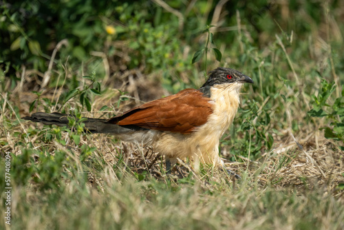 Coppery-tailed coucal walks through undergrowth in sunshine