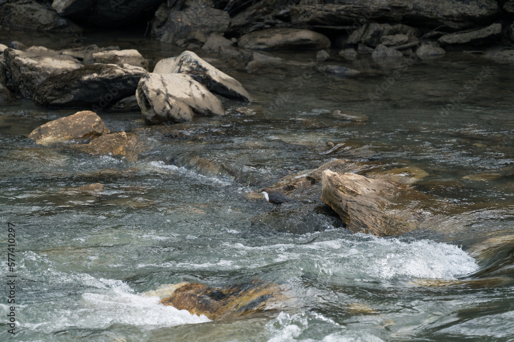 a white-throated dipper, cinclus cinclus, perched on a stone in a mountain creek at a winter day a white-throated dipper, cinclus cinclus, perched on a stone in a mountain creek at a winter day
