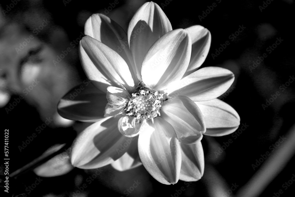 Fototapeta premium Flowers in the garden