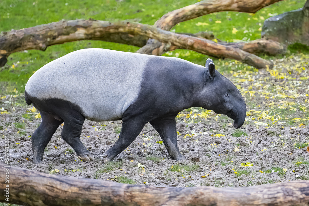 A young tapir walking, cute animal
A young tapir walking, cute animal