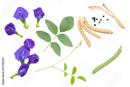  Set of flower or blue pea, bluebellvine , cordofan pea, clitoria ternatea with green leaf isolated on white background. Top view. Flat lay. Transparent background, png.