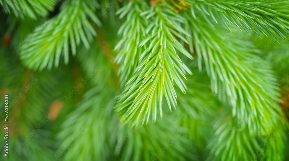 Close up shot of spruce shoots growth. Spring background