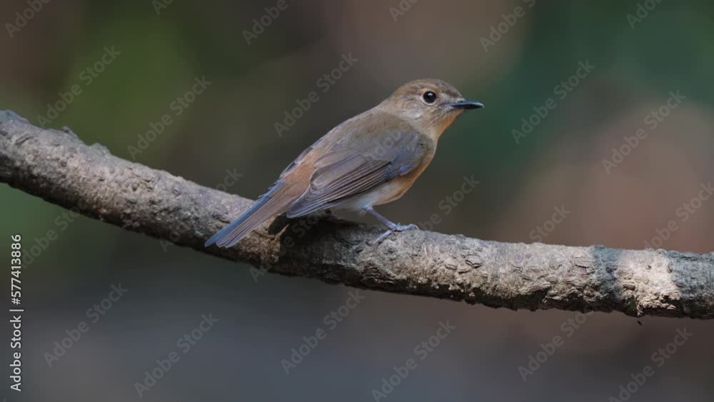 Ferruginous Flycatcher Bird watching in forest Ferruginous Flycatcher Bird watching in forest