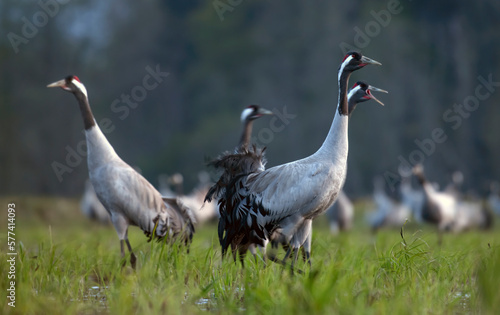 Common crane  Grus grus  in the wild. Early morning on swamp erens.