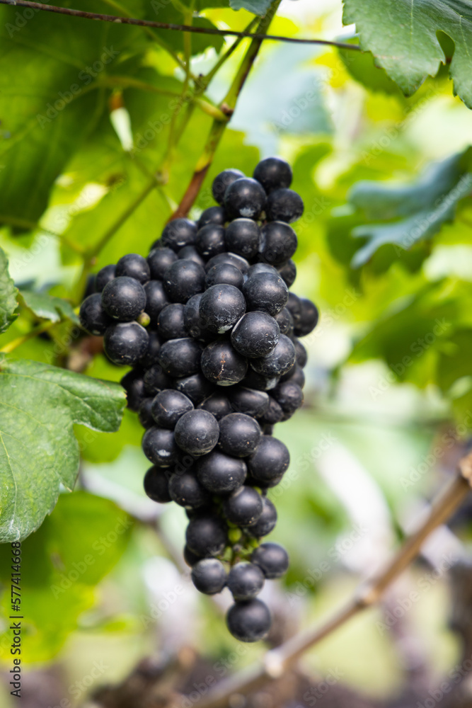 Bunch of red wine grapes.