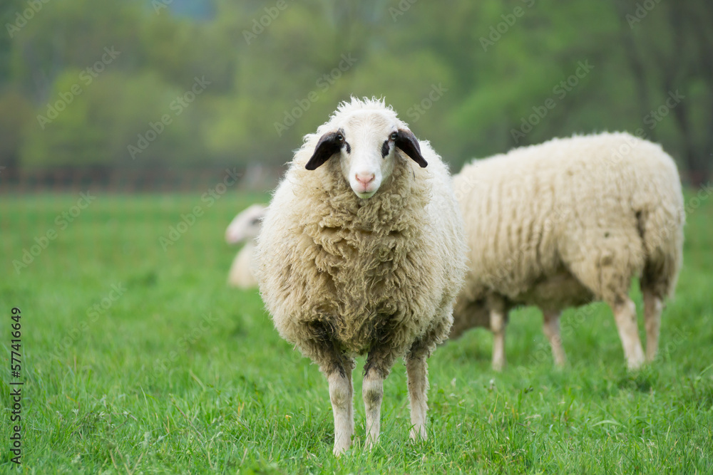 Woolly domestic sheep in front of its flock looking at you