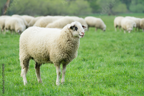 Isolated side shot of a domestic sheep in front of its flock