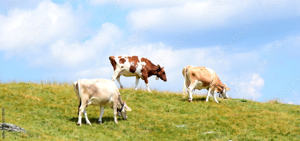 Drei braunweiße Kühe auf einer Almwiese im Sommer in Südtirol mit blauen Himmel im Hintergrund