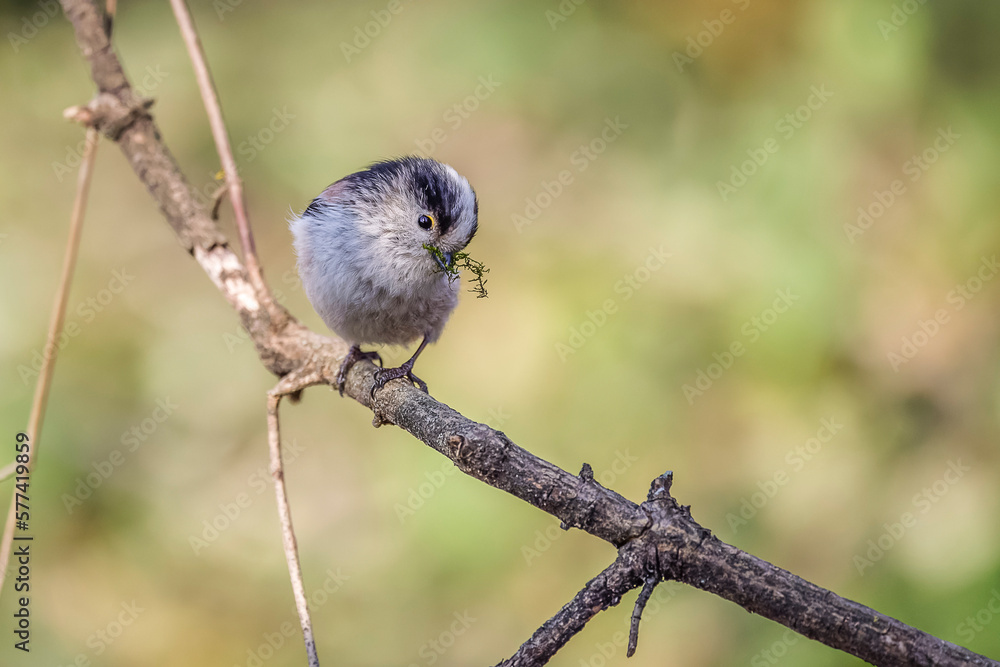 Fototapeta premium Long-tailed tit perched on a branch with moss in its beak