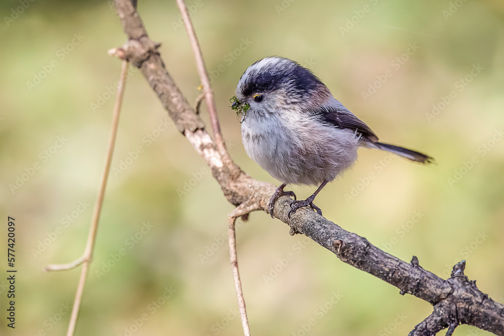 Long-tailed tit perched on a branch with moss in its beak Long-tailed tit perched on a branch with moss in its beak