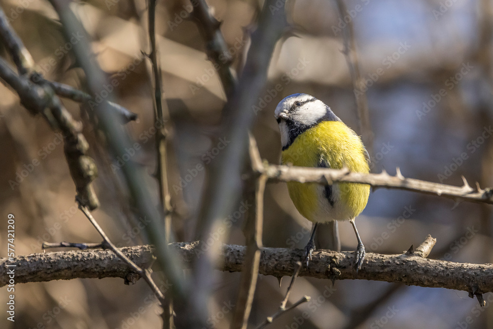 Blue tit perched on a branch Blue tit perched on a branch