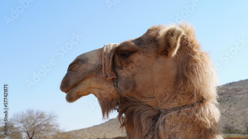 Camel in Negev Desert, Israel, close to Mamshit National Park