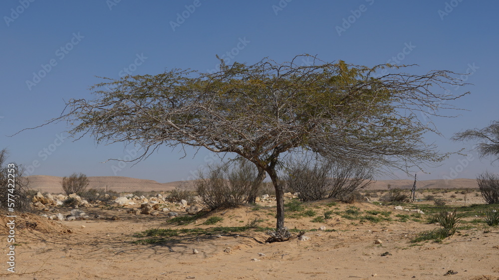 Vachellia tortilis, widely known as Acacia tortilis  is the umbrella thorn acacia, also known as umbrella thorn and Israeli babool. Negev desert, Israel