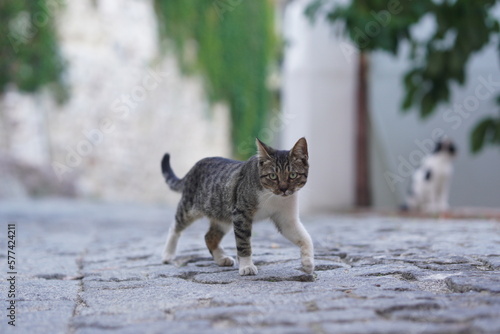 Walking cat