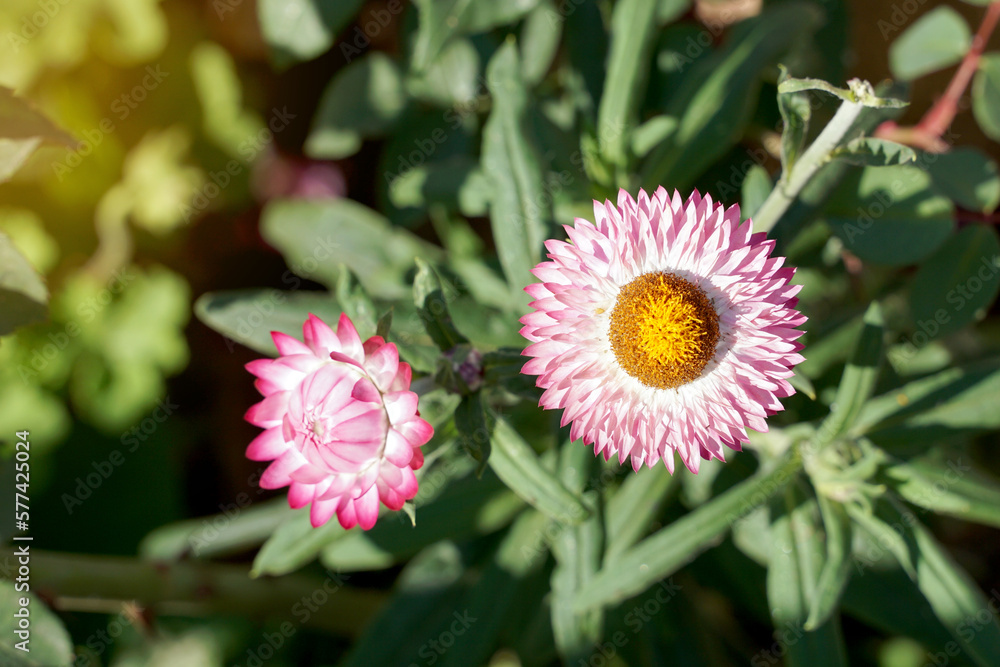 Straw flower the nature of the flower is spherical. The petals are yellow-orange, stacked together. There are decorative stripes of white, yellow, orange, red, pink and maroon. Straw flower the nature of the flower is spherical. The petals are yellow-orange, stacked together. There are decorative stripes of white, yellow, orange, red, pink and maroon.