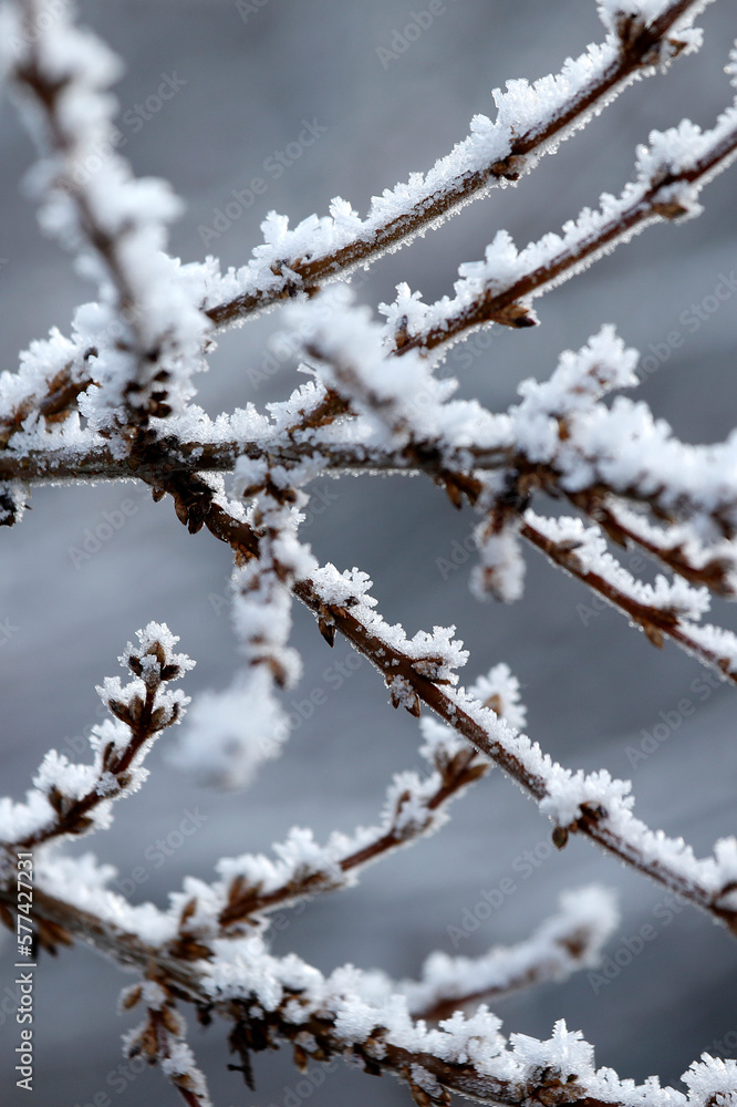 Branches with snow, frost in winter, minimalistic botany, romantic nature, warm natural tones brown beige white, close-up.