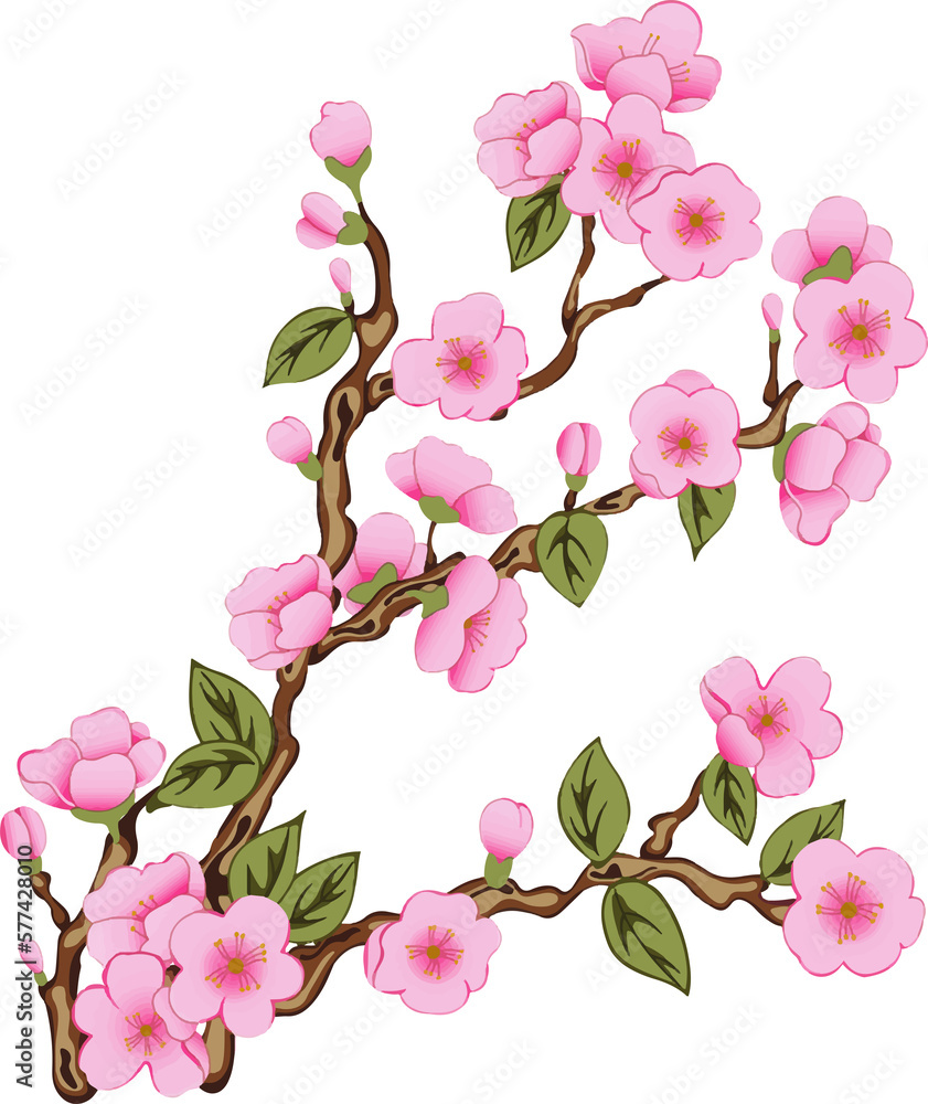 Cherry Blossom Branch, peach blossom clipart transparent, pink blossom, pink orchid isolated on white