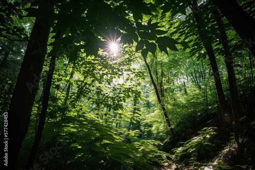 Une dense canop  e foresti  re offrait une ombre bienvenue au soleil br  lant.