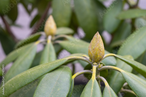 Close up rhododendron plant with nice yellow bud of flower, not opened. Gardening spring hobby