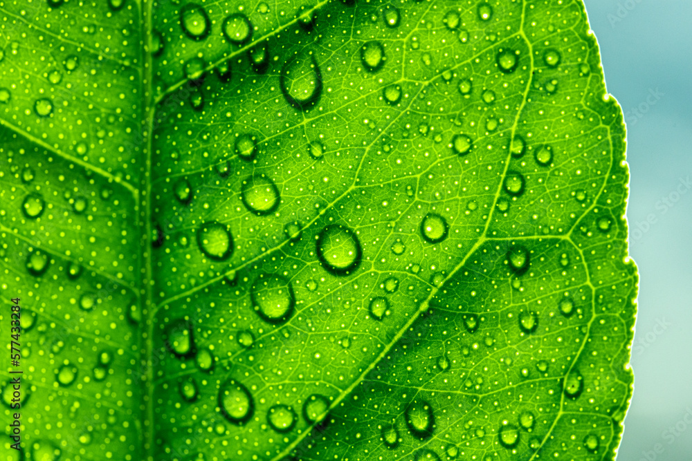 Fototapeta premium Nature's green leaves catching dews