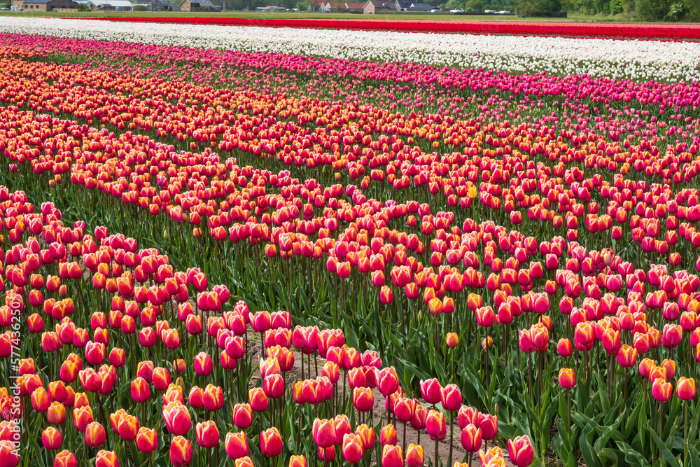 View of a field with red and yellow blooming tulips in the Netherlands in spring