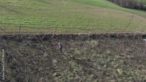 Senior farmer pruns vines in farm. Caucasian man hands with secateurs cutting off branches on grapevine. Seasonal works, pruning plants with pruning shears in the winefarm. photo