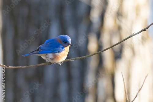 Cute little Bluebird in Alexandria, VA