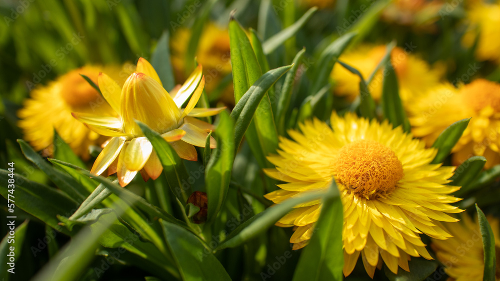 Blooming flowers shine with the colors of life under the sunlight Blooming flowers shine with the colors of life under the sunlight