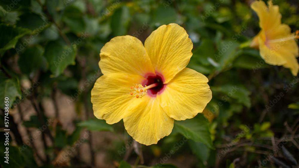 Fragile Freshness of a Yellow Flowerhead Fragile Freshness of a Yellow Flowerhead