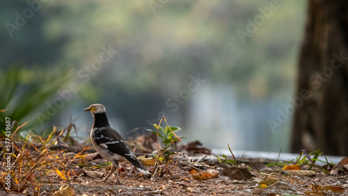 Obraz na plátně the bird no where to hide cuz forest is gone