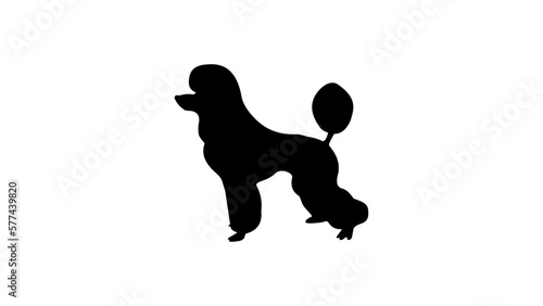 Poodle silhouette