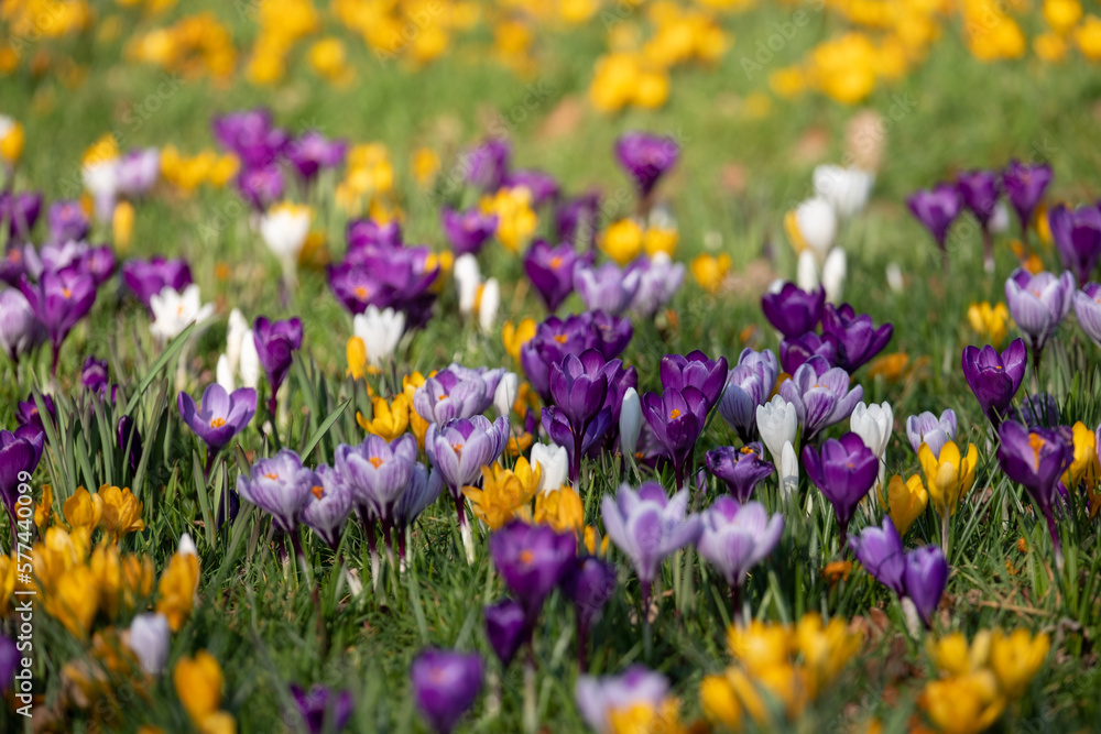 Purple, yellow and white crocuses growing in the grass. Photographed in spring at a garden in Wisley, Surrey UK. Purple, yellow and white crocuses growing in the grass. Photographed in spring at a garden in Wisley, Surrey UK.