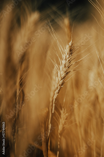 yellow ear against the blue sky, field, wheat, selective focus, film and grain photo