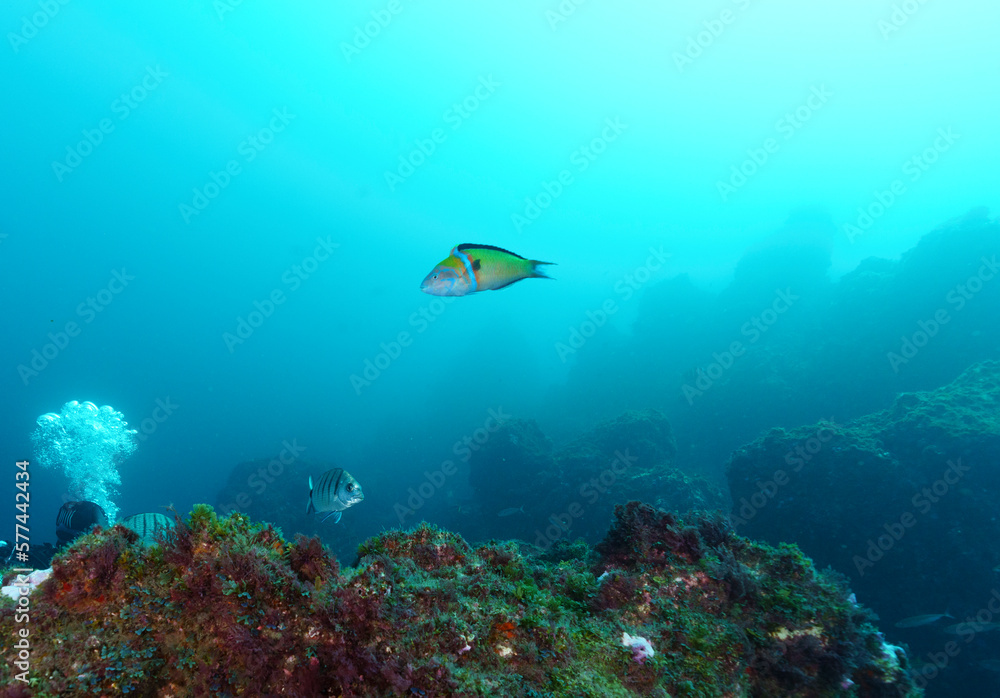 Fototapeta premium Seascape