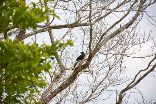 bird in tree