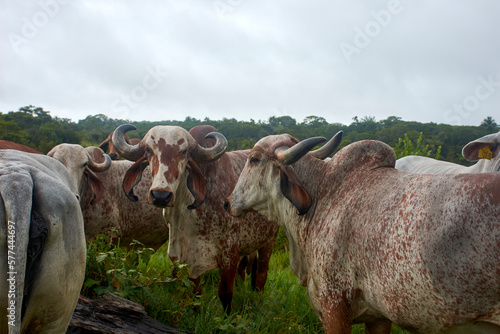 cows in the field