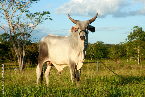 bull in the field