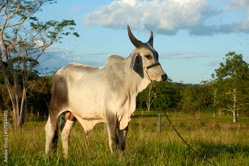 bull in the field