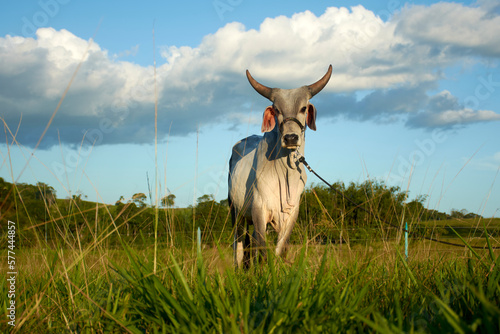 bull in the field