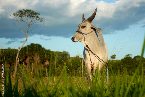 bull in the field