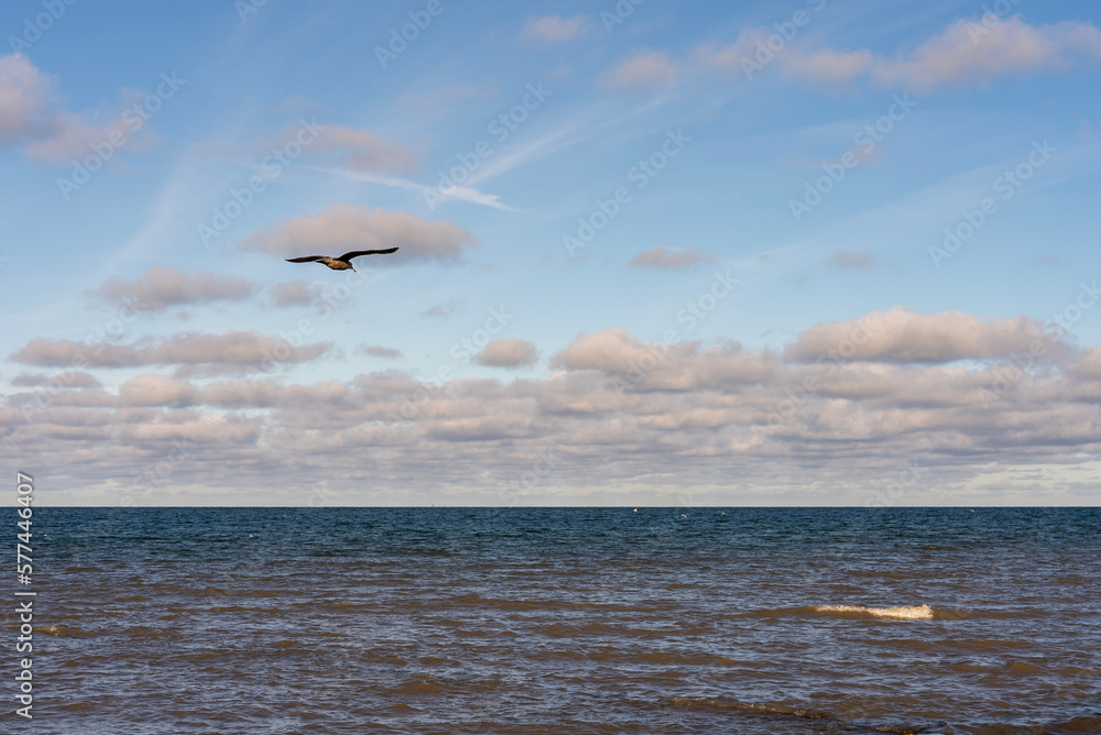 Obraz premium Möwe im Flug über dem Meer bei Sonnenschein