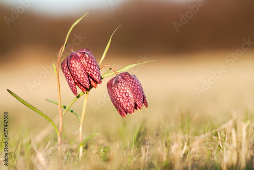 Purple red blooming fritillaria flowers, spring forward, springtime floral background