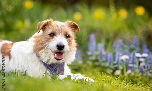 Happy cute pet dog smiling in the easter garden flowers. Spring forward, springtime banner, background.