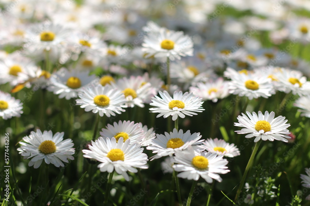 stokrotka pospolita Bellis perennis