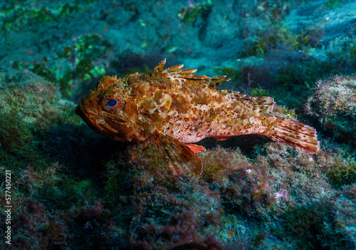 rockfish photo