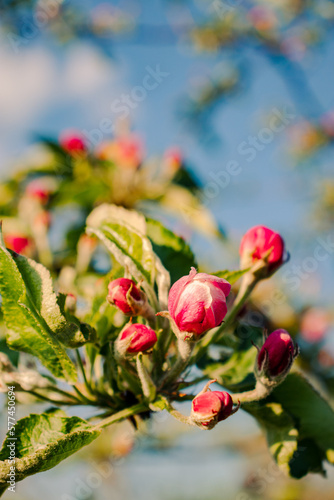 Pink buds in spring