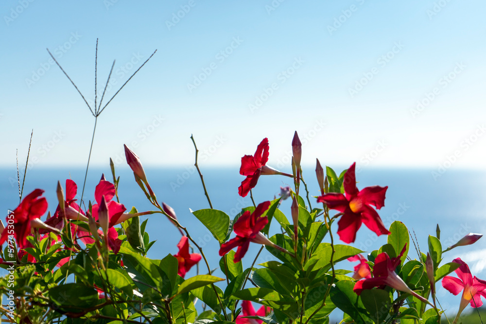 Flowers against sea and sky