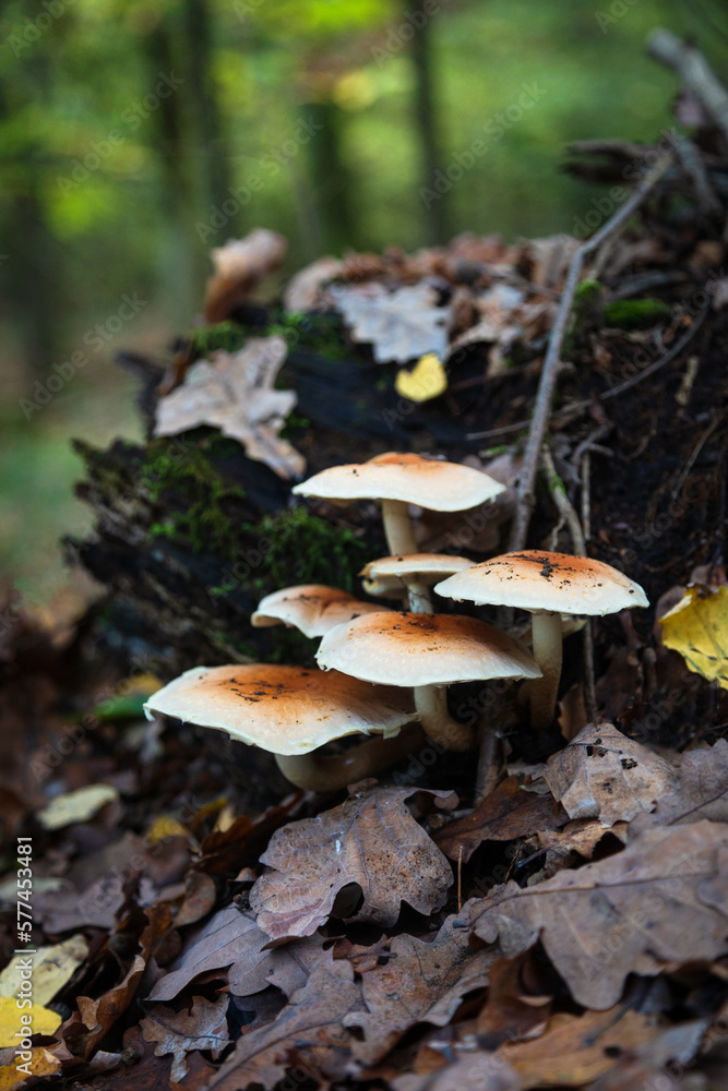 Funghi del sottobosco